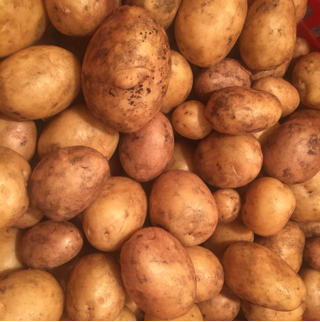 Lancaster Cooperative Organic White Potatoes