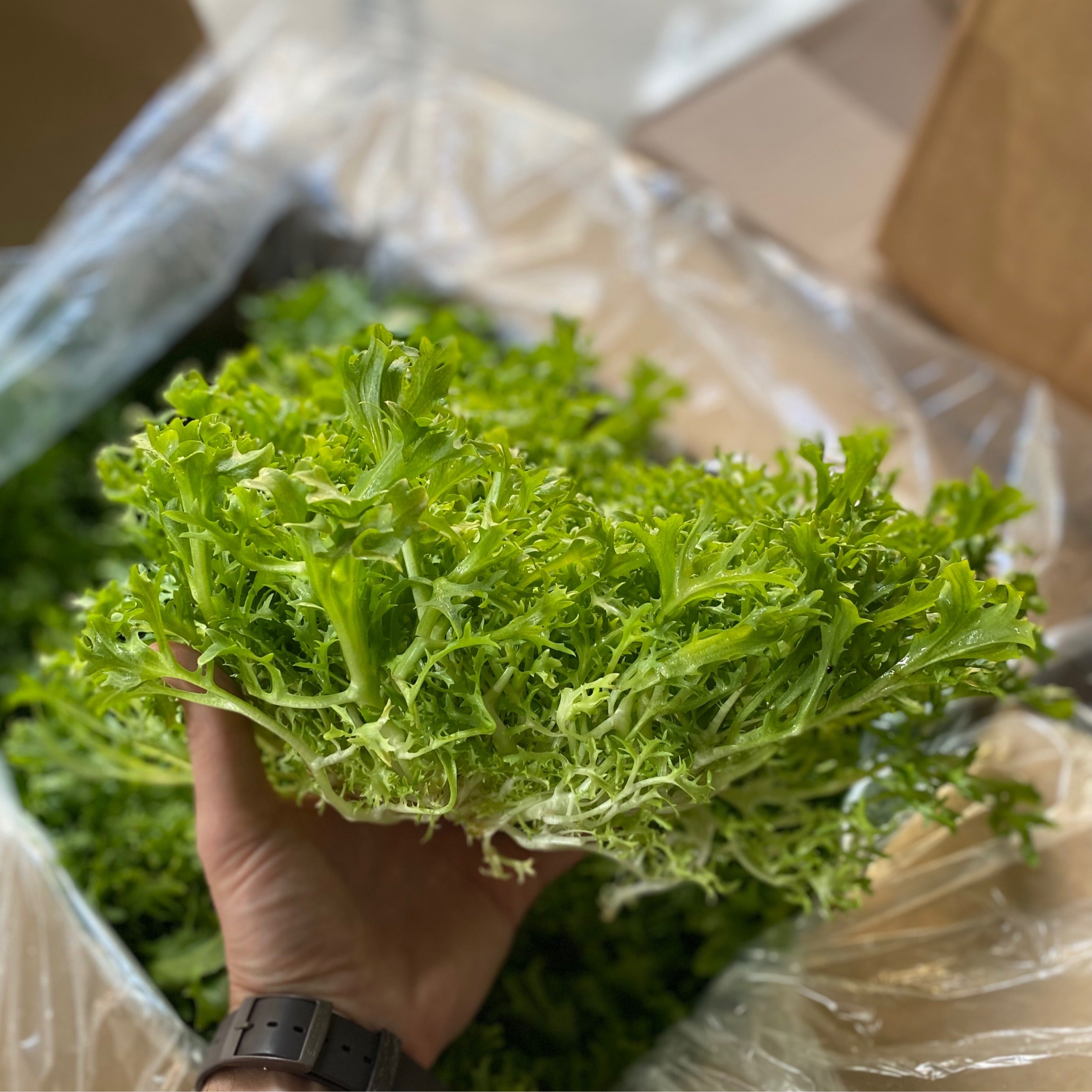 Frisee 1 Head Organic Endive Family Awesome Price Rare Item Frisee 1 Head Organic Endive Family Awesome Price Rare Item